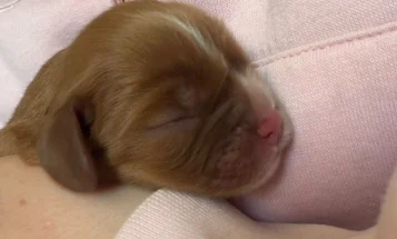 Cavalier King Charles Spaniel