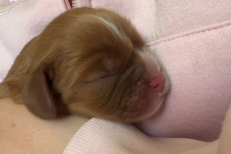 Cavalier King Charles Spaniel