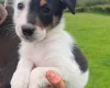 Smooth Collie