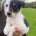 Smooth Collie