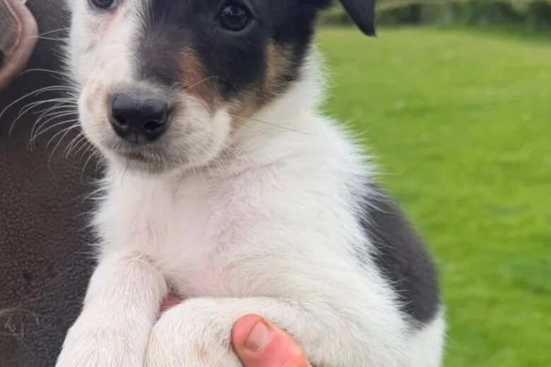 Smooth Collie
