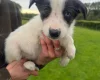Smooth Collie