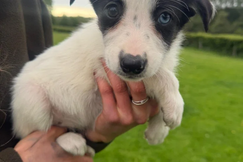 Smooth Collie