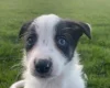 Smooth Collie
