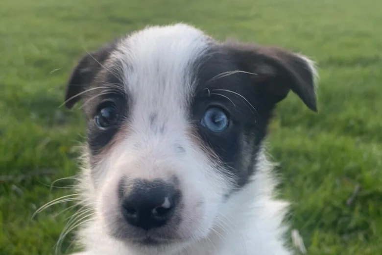 Smooth Collie