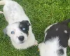 Smooth Collie