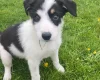 Smooth Collie