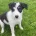Smooth Collie