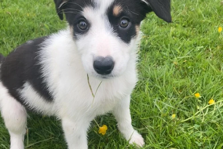 Smooth Collie