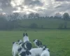 Smooth Collie