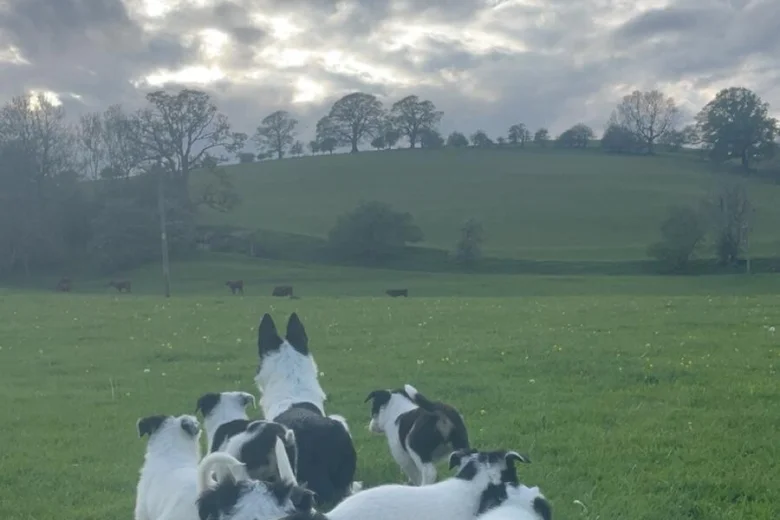 Smooth Collie