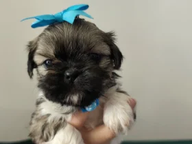 Shih Tzu