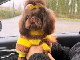 Shih Tzu