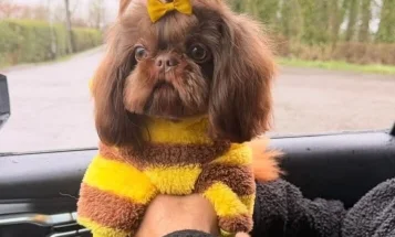 Shih Tzu