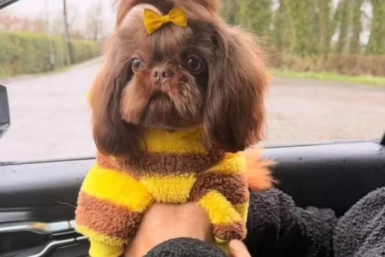 Shih Tzu