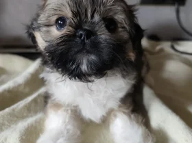 Shih Tzu