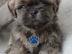 Shih Tzu