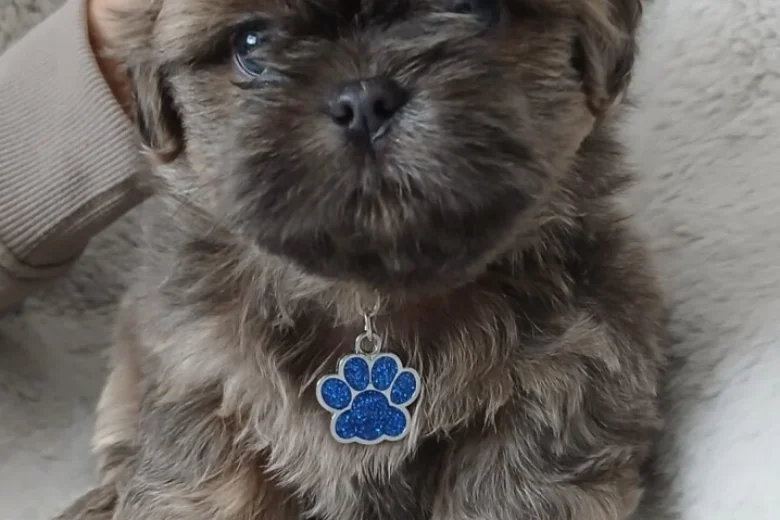 Shih Tzu