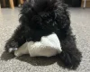 Shihpoo