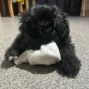 Shihpoo