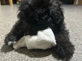 Shihpoo