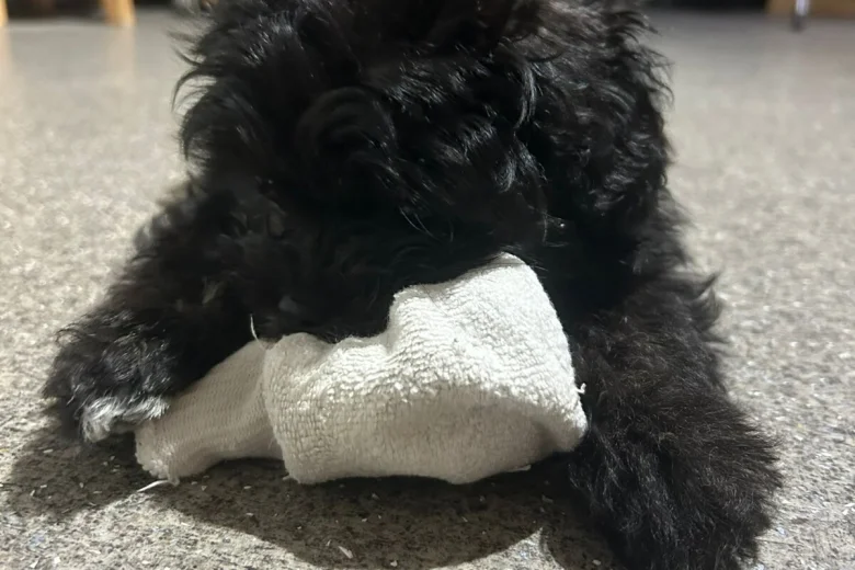 Shihpoo