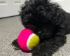 Shihpoo