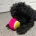 Shihpoo