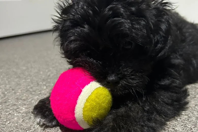 Shihpoo