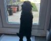 Shihpoo