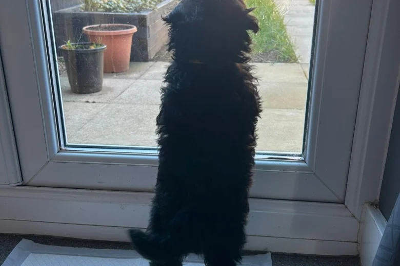 Shihpoo