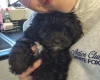 Shihpoo