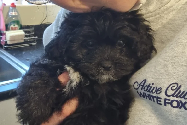 Shihpoo
