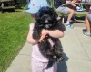 Shihpoo