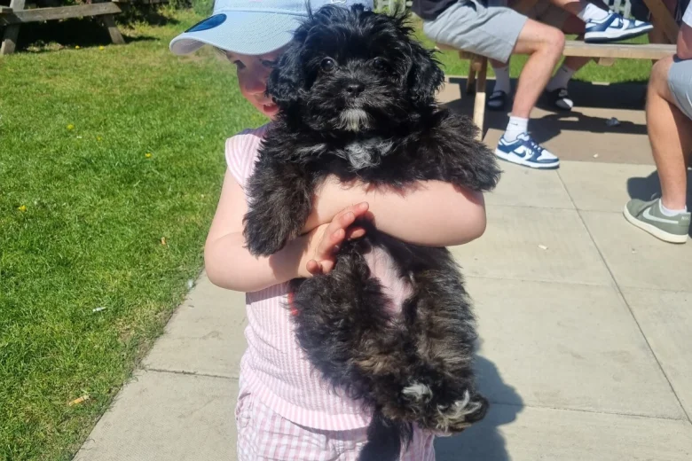 Shihpoo