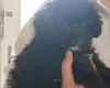 Shihpoo