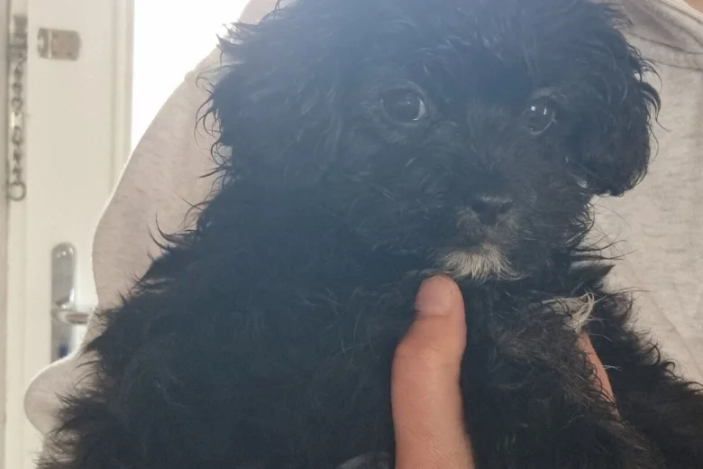 Shihpoo