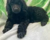 Poodle