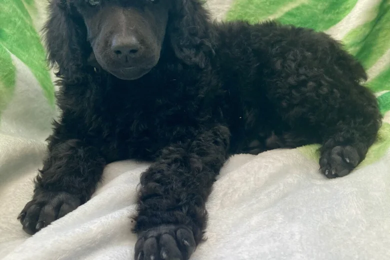 Poodle