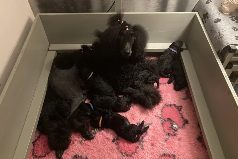 Poodle