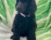 Poodle