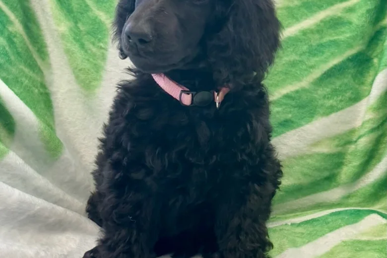 Poodle