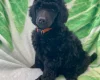 Poodle