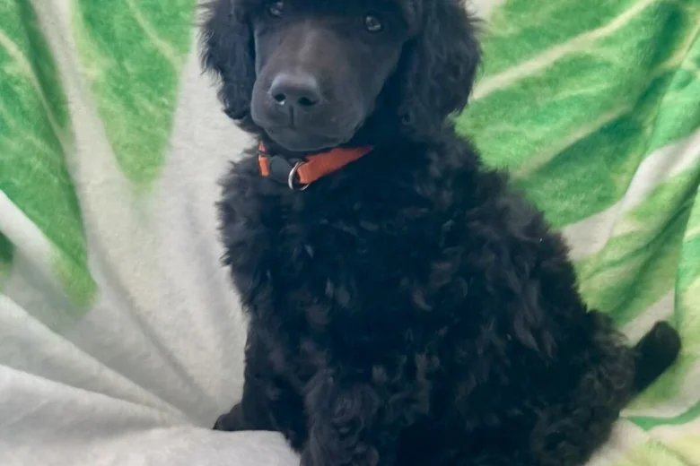 Poodle