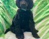 Poodle