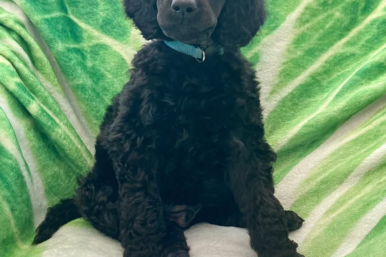 Poodle