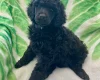 Poodle