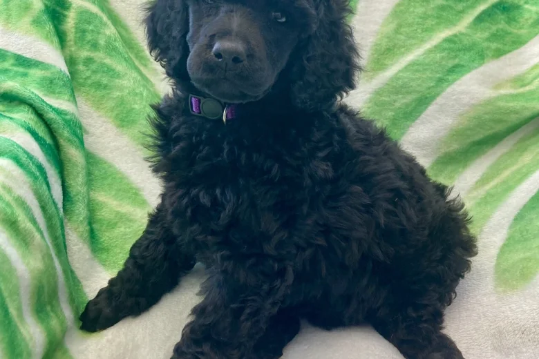 Poodle