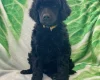 Poodle