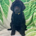 Poodle